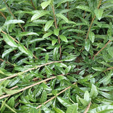 Yangmei Rootstock